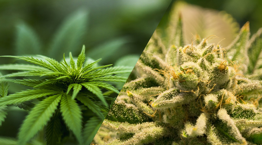 Difference Between Hemp and Marijuana